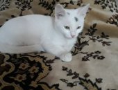 Продам кошку, самец в Ростове-на-Дону, Маленькое чудо, спокойный и ласковый ребенок