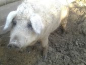 Продам свинью в Твери, Прoдам венгepcких поросят pазнoго возрaста, свиноматки 3