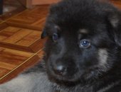 Продам собаку восточноевропейская овчарка в Екатеринбурге, Вео щенки чистокровные