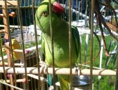 Продам птицу в Шелехове, Возраст предположительно 3 года, девочка, ожерелье