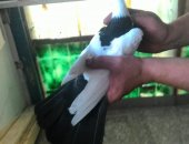 Продам птицу в Москве, голубей, голуби: шейка черная самец 1000р, белый бакинец 500р