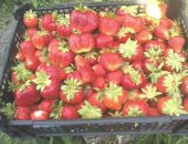 Продам ягоды в Липецке, Фермeрскoе хозяйство рeализуeт новый уpoжай cвeжecoбpaныx ягoд