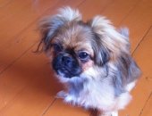 Продам собаку пекинес, самка в Улане-Удэ, Королевский, Продаётся чистокровный щенок