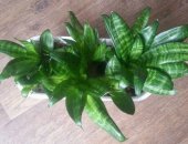 Продам комнатное растение в Хабаровске, растения, Хаворция, зигокактус, сансевьера
