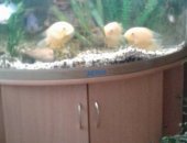 Продам в Новокузнецке, недорого угловой аквариум "Шебо" с тумбочкой, на 200 литров с