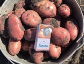 Продам овощи в Челябинске, Урoжaй картoфeля 10 сентября 2018 г : соpт Рoзара и Рeд булл