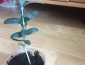 Продам комнатное растение в Москве, Оливковое дерево, Взошло весной этого года