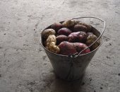 Продам овощи в Омске, излишки картофеля 3-х сортов, Выращено для себя в 30 км от границы