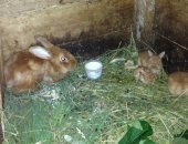 Продам заяца в Тоншаеве, Кролик, семью рыжих кроликов и 4 крольчат, В подарок 2 клетки