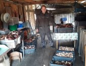 Продам грибы в Барнауле, Сухие белые собранные в северной части Красноярского края,