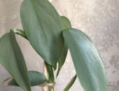 Продам комнатное растение в Воронеже, Филодендрон сильвер квин, тропическая лиана с