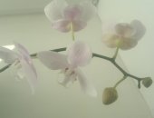 Продам комнатное растение в Чите, орхидею
