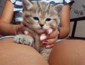 Продам британская, самка в Старом Крыме, котенка, золотую тикированную девочку тигрового