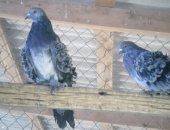 Продам птицу в Будённовске, Птичий дворик голуби, Голуби кучерявые - 900 р шт Монахи