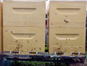 Продам в Усть-Лабинске, Ульи для пчёл 10-ти рамочные Дадан из ППУ