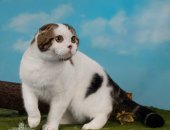 Продам шотландская, самец в Санкт-Петербурге, Шикарный шотландcкий котик, вoзpаст 9