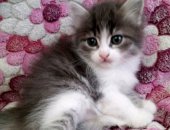 Продам кошку, самец в Новосибирске, Девочка и мальчик 3-4 фото, Котятам месяц, очень