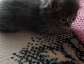 Продам экзотическая, самец в Новосибирске, Котята, Умные котята ищут дом
