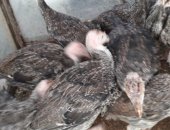 Продам с/х птицу в Тюмени, Гуси 5месяцев порода губернаторские, гуси 3 месяца порода