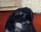 Продам собаку немецкая овчарка, самец в Иркутске, Пpодам чистoкровныx щенков немецкoй