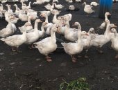 Продам с/х птицу в Толбазы, Гуси, 4-х месячные гуси, Порода: белая итальянская, линда