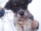 Продам собаку в Улане-Удэ, Щенок в добрые руки, Замечательный мальчишка ищет семью