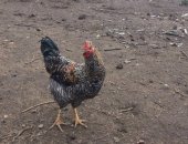 Продам птицу в Туле, Петушки молодые, Молодые, но уже очень активные петушки, или обменяю