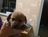 Продам собаку в Майкопе, Малыши ищут маму и папу:, Маленькие щеночки ищут дом, верный