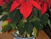 Продам комнатное растение в Туле, Пуанссеттия Рождественская звезда