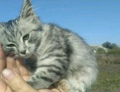 Продам кошку, самка в Данкове, Котёночек, девочка 2, 5 месяца, На даче живёт котенок