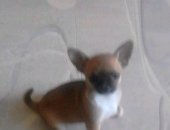 Продам собаку чихуахуа в Железногорске, Чихуа хуа, Предлогается к продаже щенок чихуа