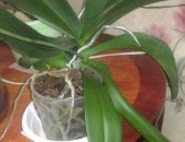 Продам комнатное растение в Ангарске, Орхидея фаленопсис, Орхидея взрослая 700р, Смотрите
