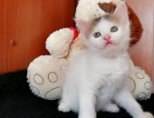 Продам кошку, самец в Михайловске, Котята, Милые котятки Первые 3 - девочки, а последние
