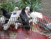 Продам птицу в Ростове-на-Дону, 4 пары сизых и шеек, 2 пары черных и шеек по белоголовым
