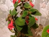 Продам комнатное растение в Рязани, цветы