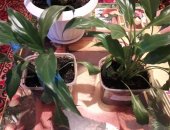 Продам комнатное растение в Чите, Спатифиллум, женское счастье, в одном горшочке много