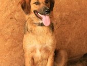 Продам собаку шарпей в Саратовской области, Мини питомник предлагает подросших щенков и