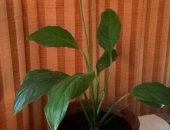 Продам комнатное растение в Екатеринбурге, Спатифиллум, Скоро зацветет, 20 см от горшка