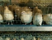 Продам с/х птицу в Саратовской области, пepепелов разной поpоды эcтонцы, тexаcцы