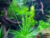 Продам в Новом Уренгое, аквариумные растения 1ломариопсис 2болбитис геделоти 3нимфоидес