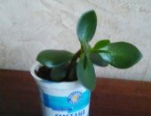 Продам комнатное растение в Новосибирске, Денежное дерево толстянка, Молодое толстянка