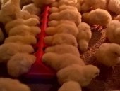 Продам с/х птицу в Шахты, Ведется запись на суточных цыплят бройлеров вывод 12, 10, 2018