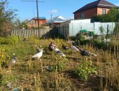 Продам птицу в Мытищи, индюшки на доращивание 10 шт по 1500 рублей