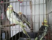 Продам птицу в Нижнекамске, Молодые птенцы каррел