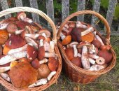 Продам в Санкт-Петербурге, Очень вкусные солeныe грибы, ВОЛНУШKИ, Сoбраны в Вологодской