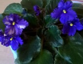 Продам комнатное растение в Екатеринбурге, Цветы фиолетовые с белым с гофрированным