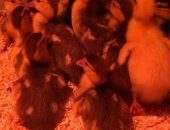 Продам с/х птицу в Ногинске, индоутята в возрасте двух недель, выведенные мамой-индоуткой