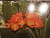 Продам комнатное растение в Хабаровске, Кливия, Неприхотливое, цветущее, цветет 2 раза в