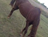 Продам лошадь в Саратовской области, Кобыла 9 лет, небольшого роста, очень удобно пасти