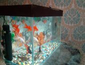 Продам в Черкесске, Аквариум на 100 литров имеет 10 рыб разных видов, имеет разные